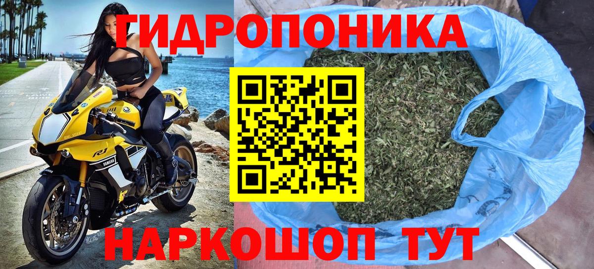 Каннабис OG Kush Касимов